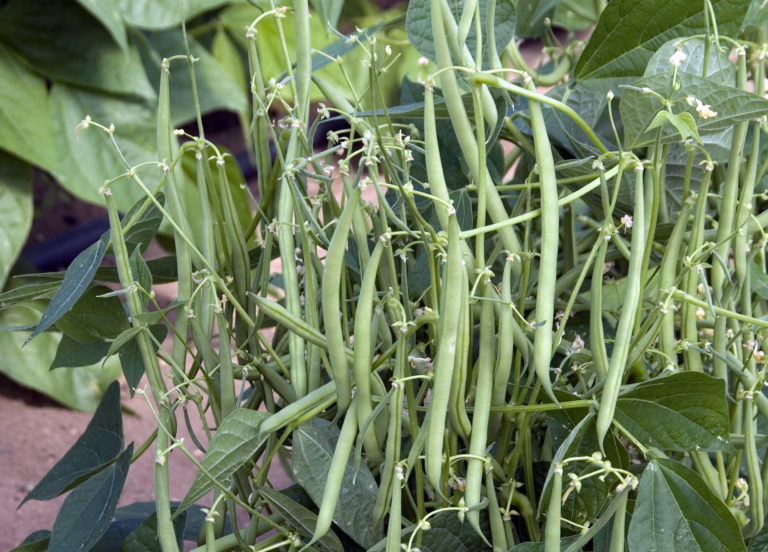 Bean Mascotte Garden Housecalls