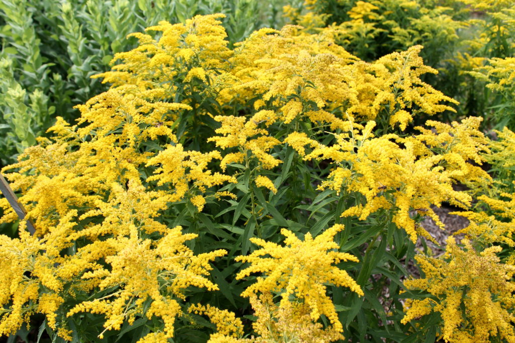 Goldenrod ‘Little Miss Sunshine’ | Garden Housecalls