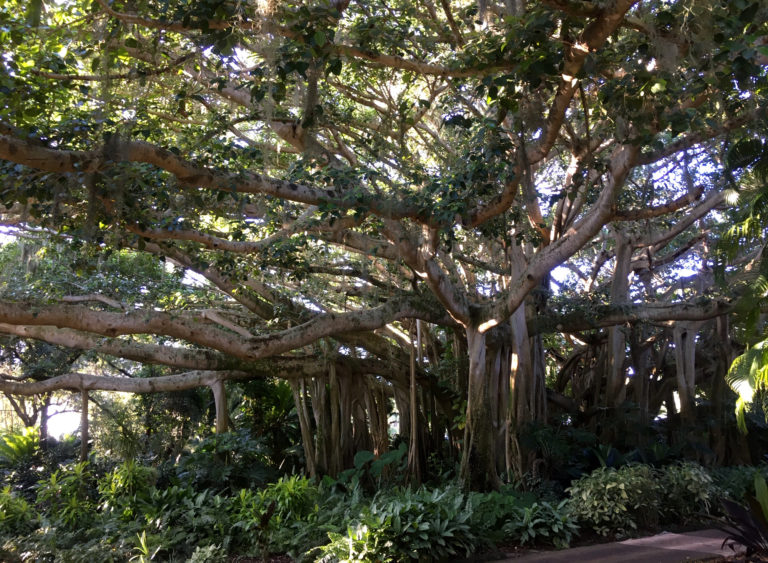 What Became of Cypress Gardens? | Garden Housecalls