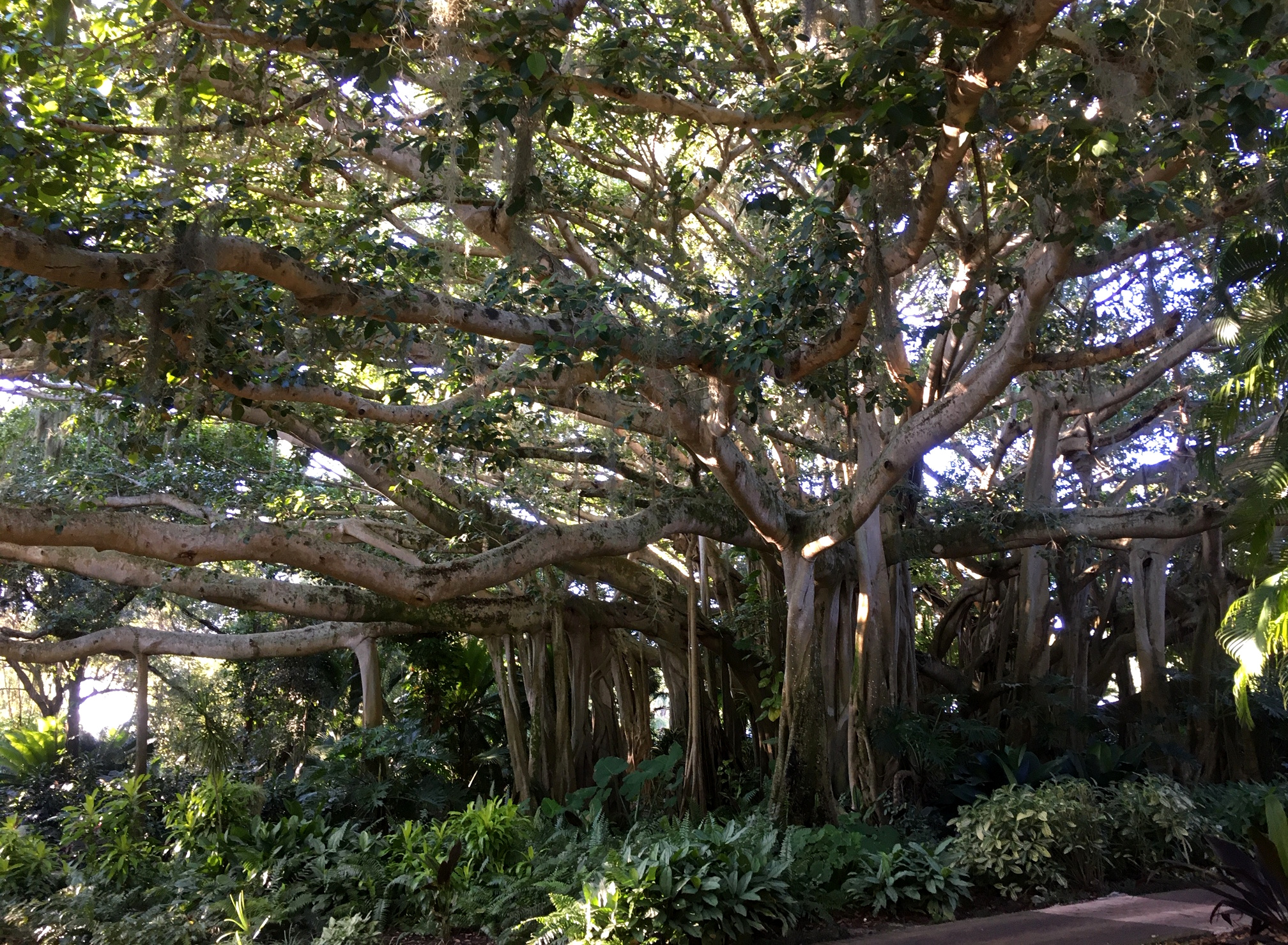 Cypress gardens hot sale banyan tree