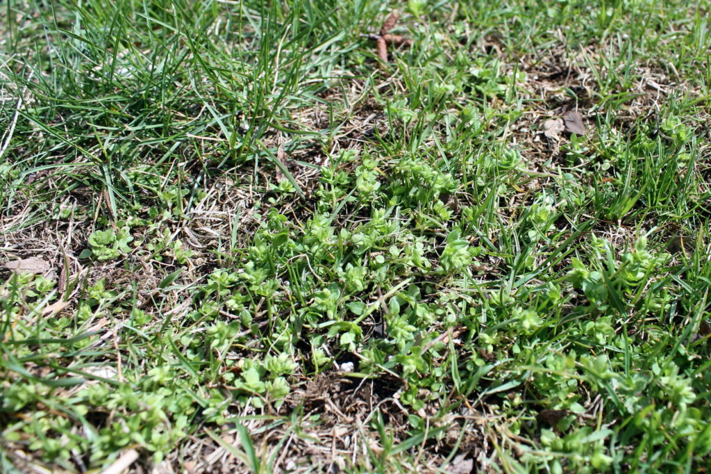 Is a Decent, Chemical-Free Lawn Really Possible? | Garden Housecalls
