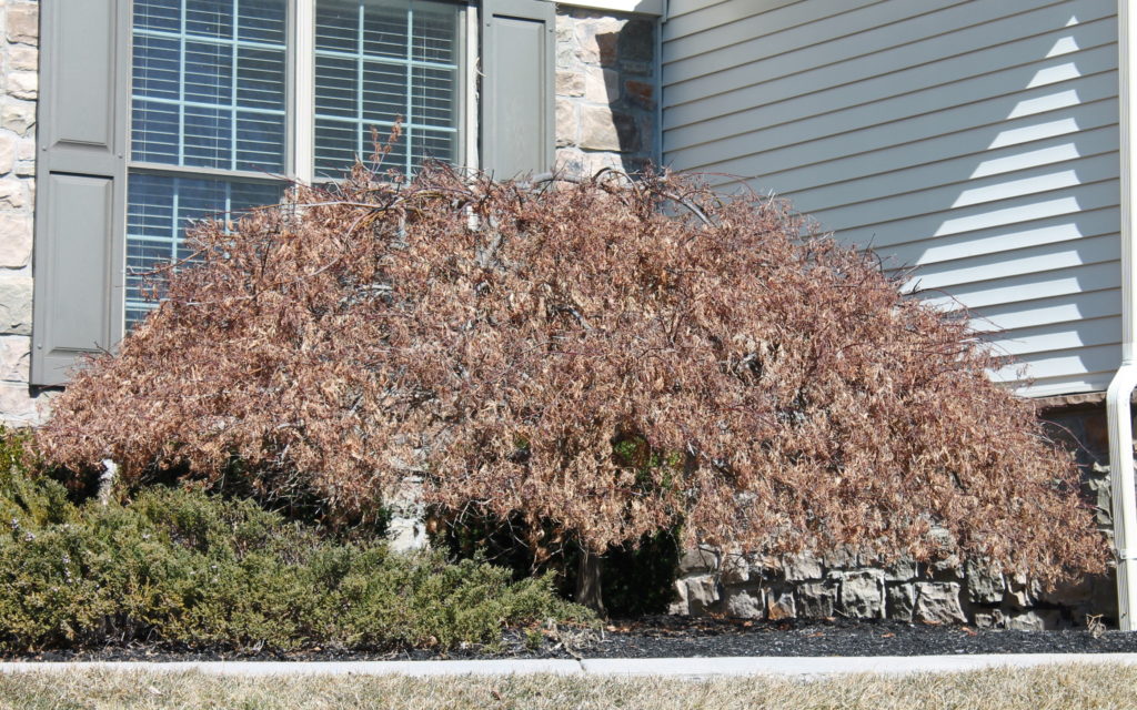 Why So Many Japanese Maples Are Dying | Garden Housecalls