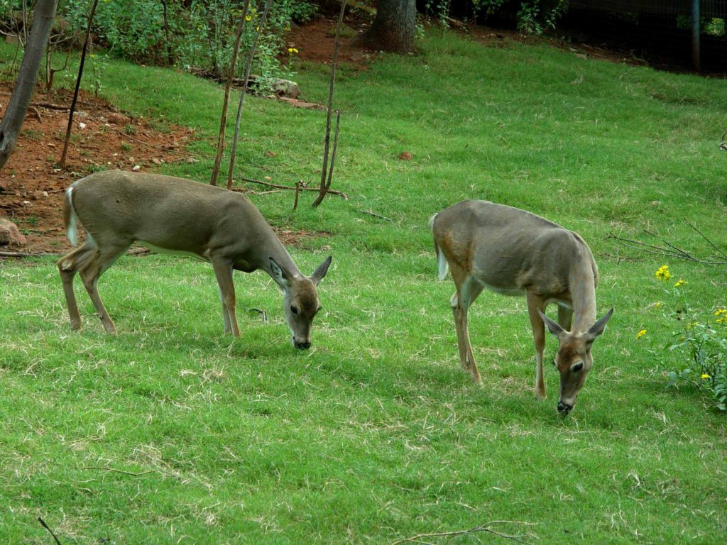 What Plants Won’t Deer Eat? Garden Housecalls
