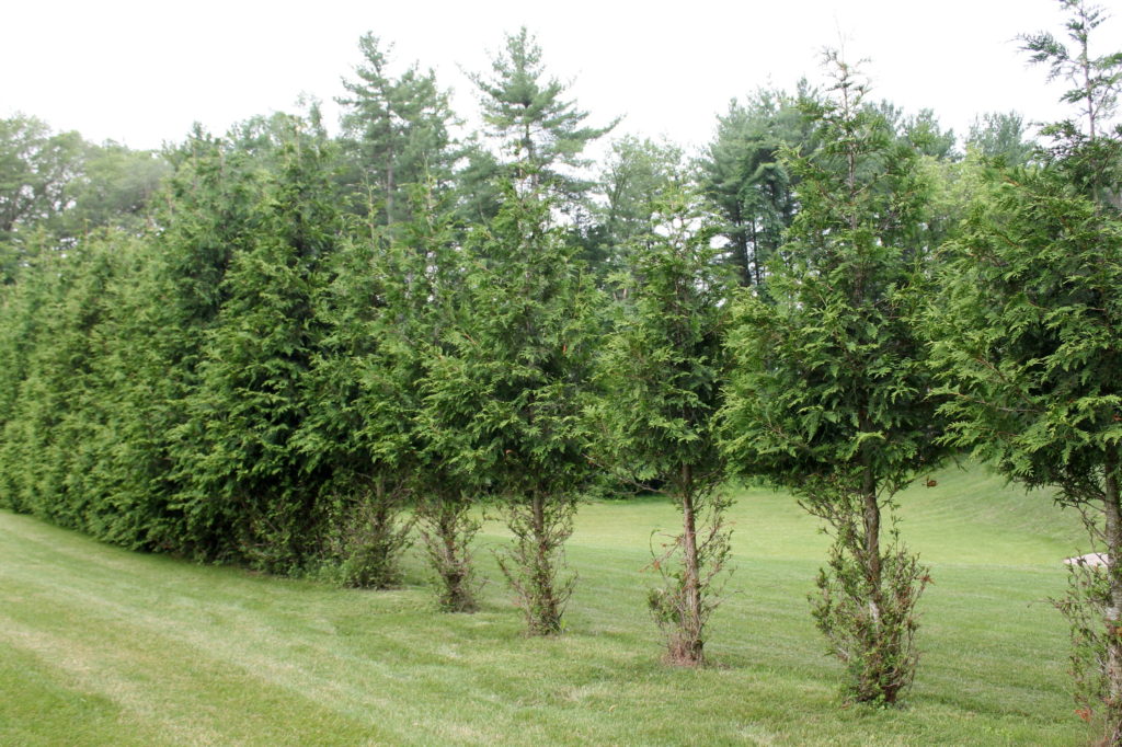 What Plants Won’t Deer Eat? Garden Housecalls