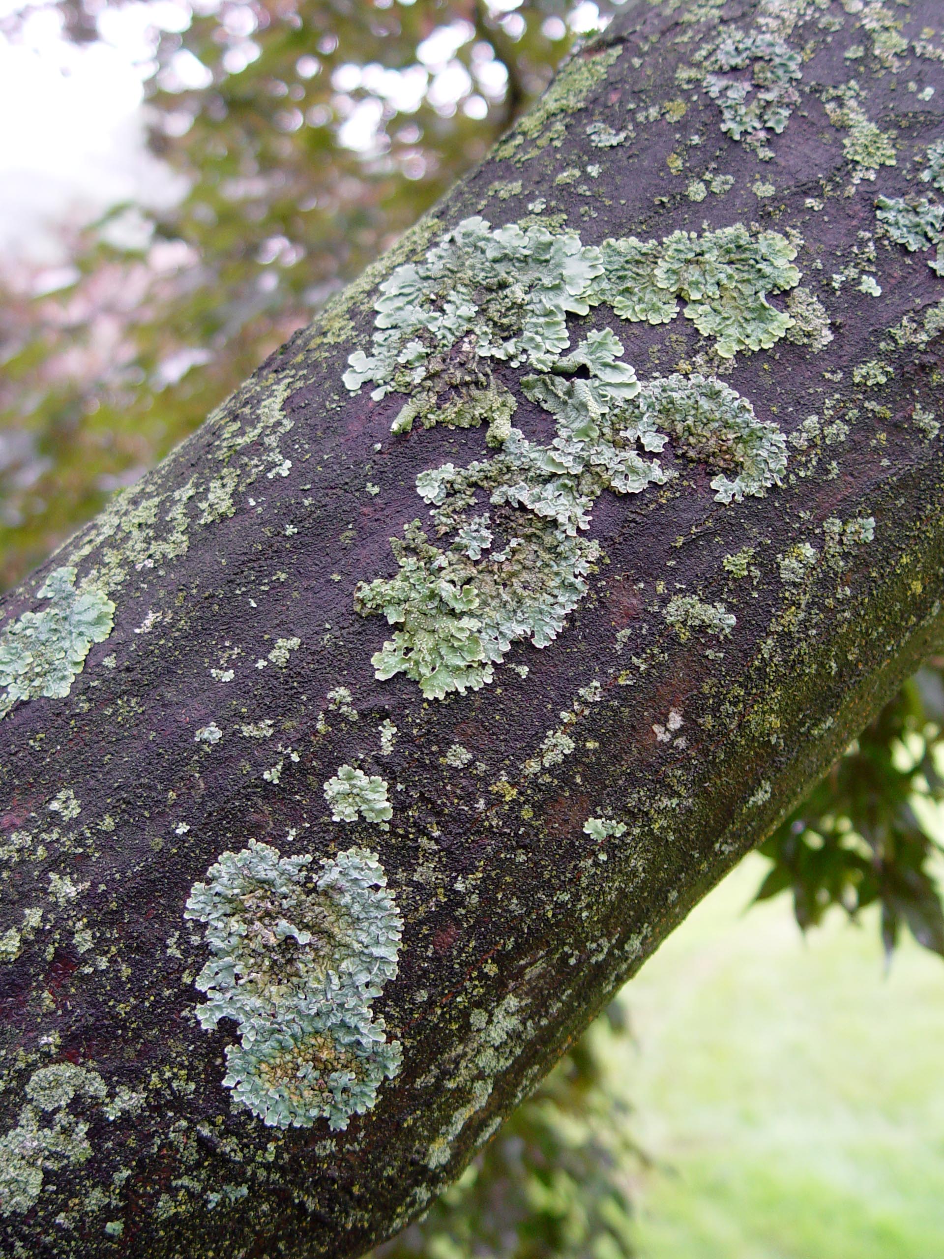 To Treat Or Not To Treat Garden Housecalls   Lichens 