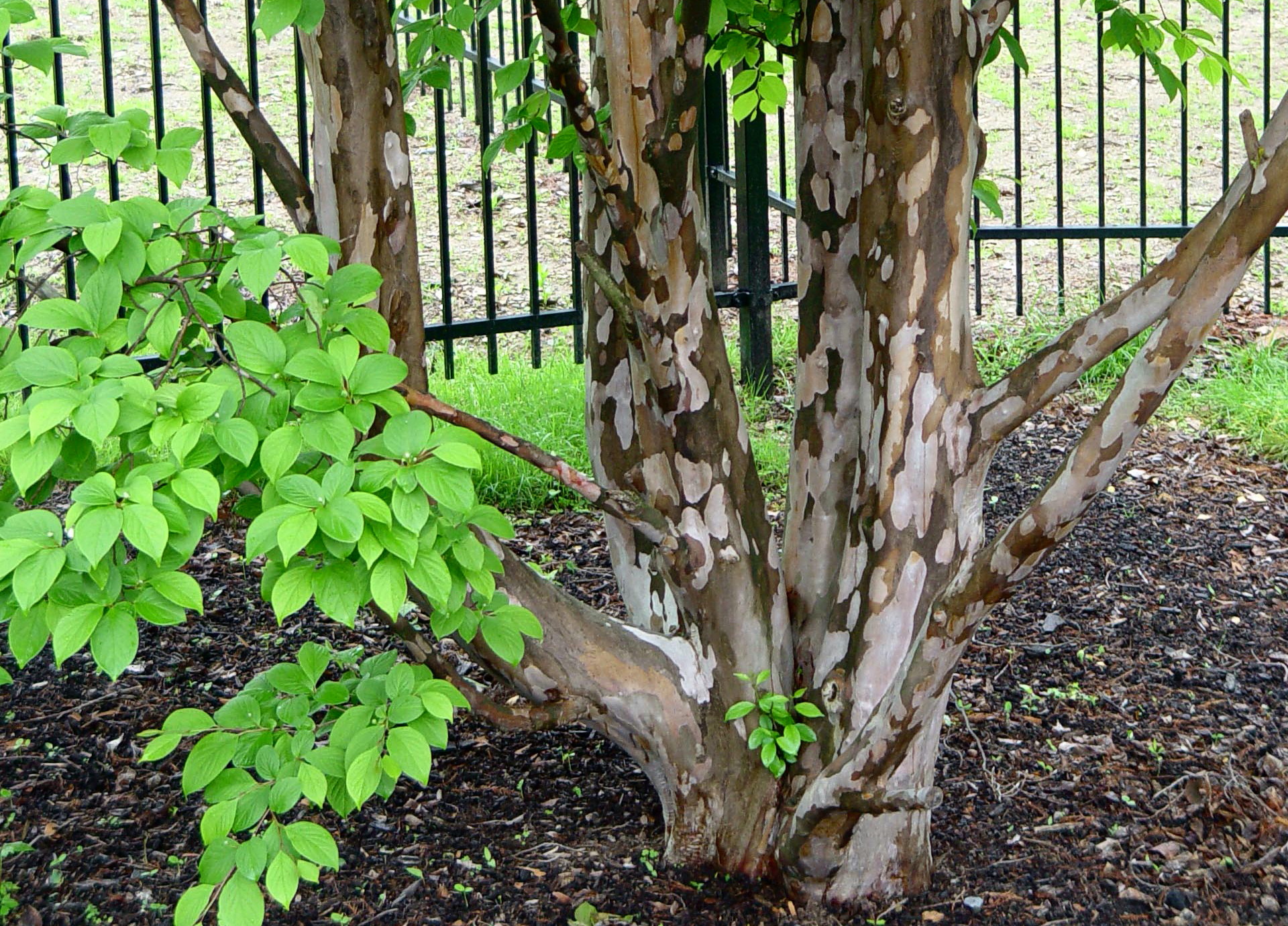 10 Trees With Peeling Or Flaking Bark Garden Housecalls