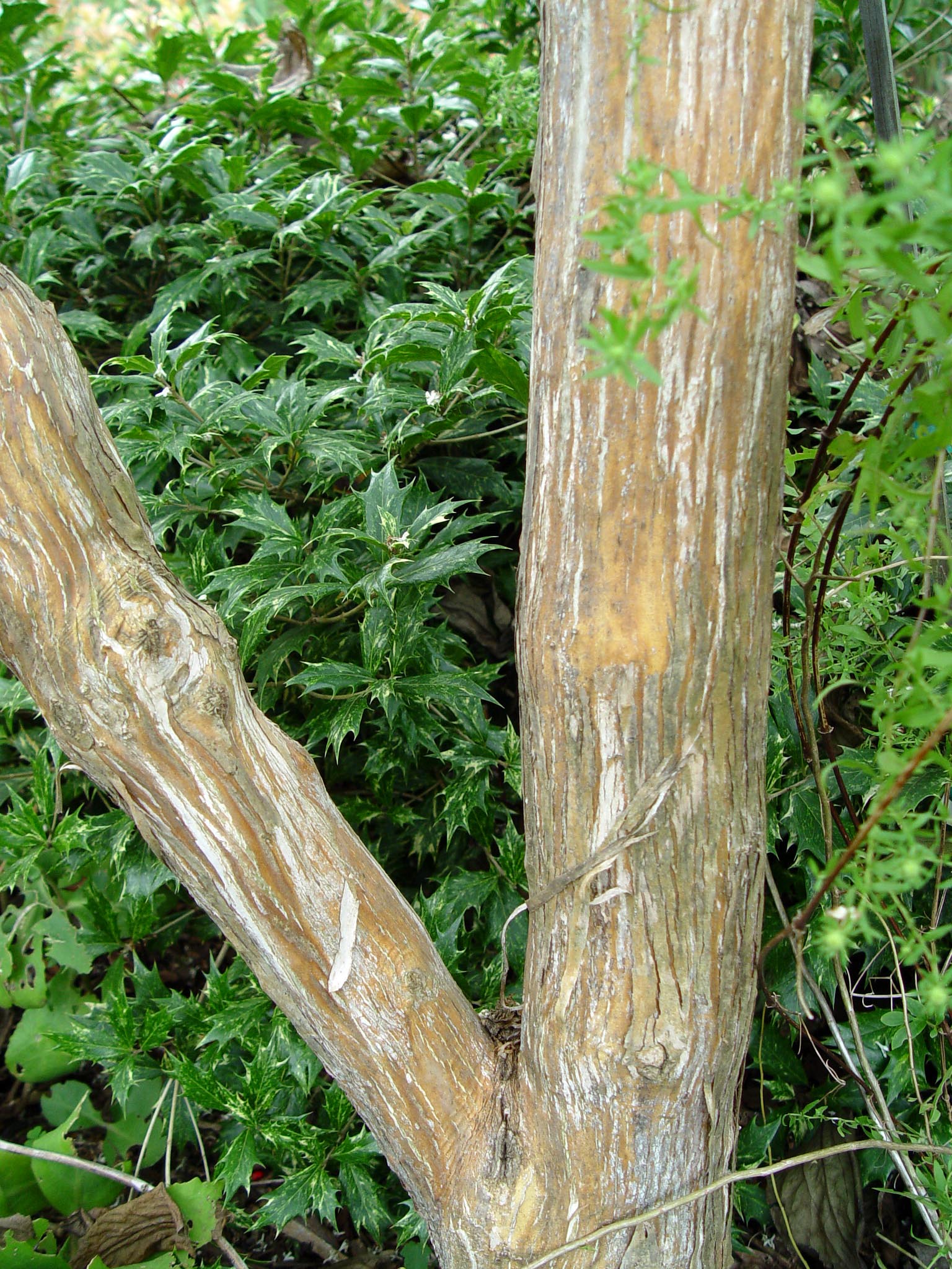 trees with peeling bark texas