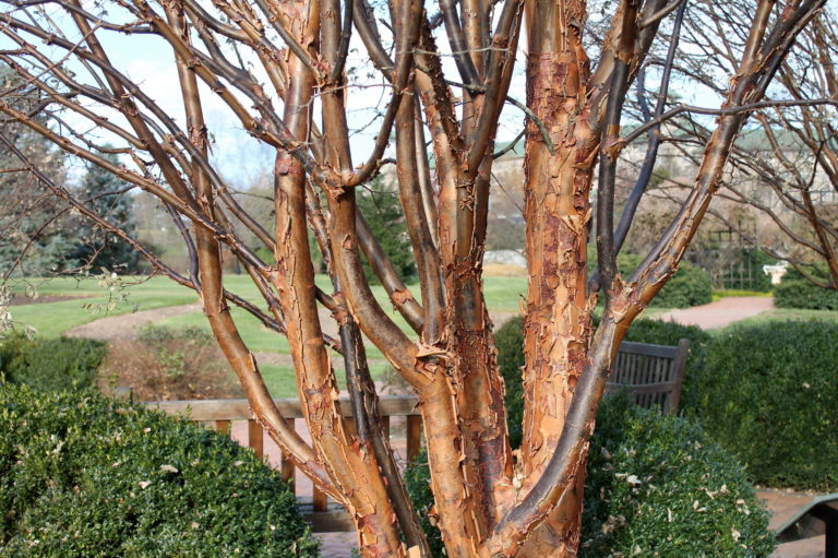 10 Trees with Peeling or Flaking Bark | Garden Housecalls