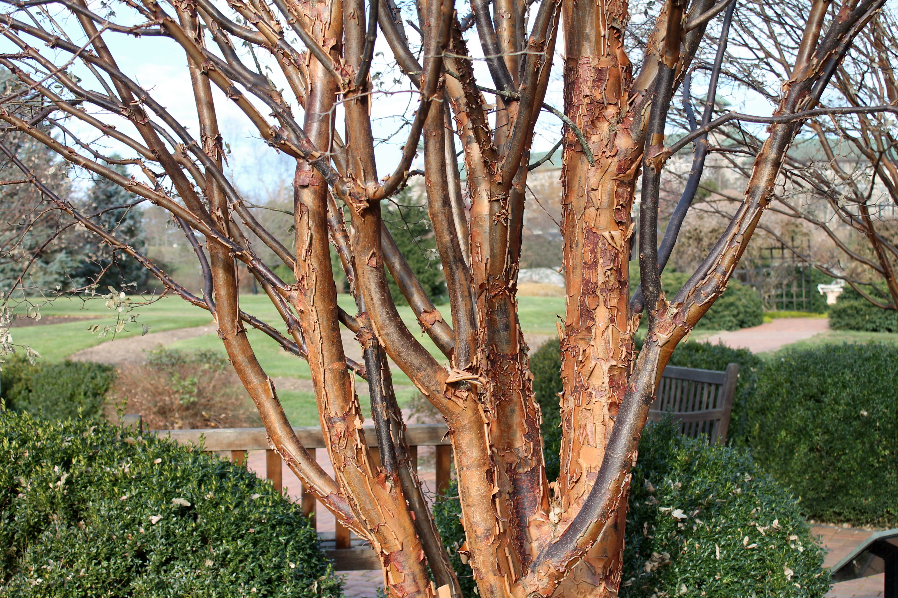 10 Trees with Peeling or Flaking Bark