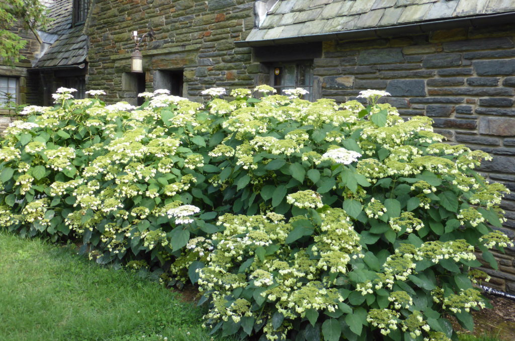 Hydrangea ‘Haas’ Halo’ | Garden Housecalls