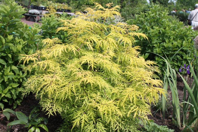 Elderberry Lemony Lace | Garden Housecalls