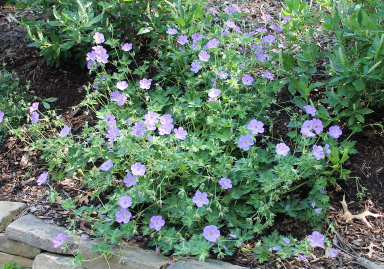 Hardy geranium ‘Azure Rush’ | Garden Housecalls