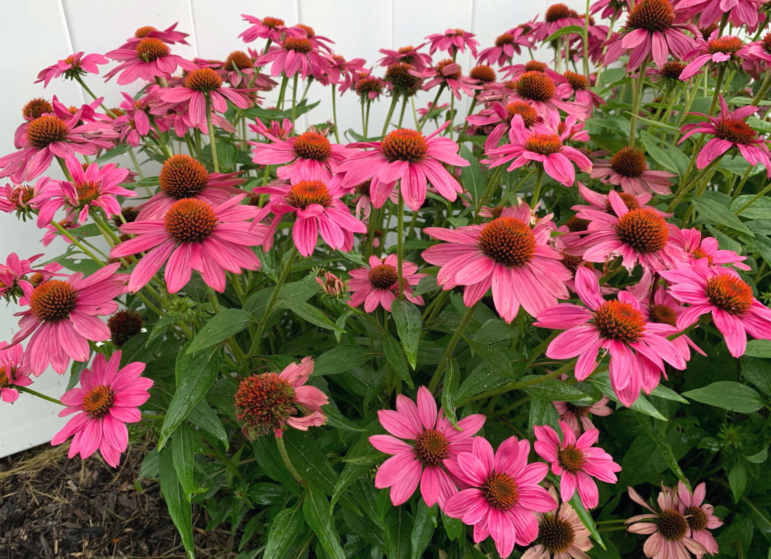 purple coneflower plant