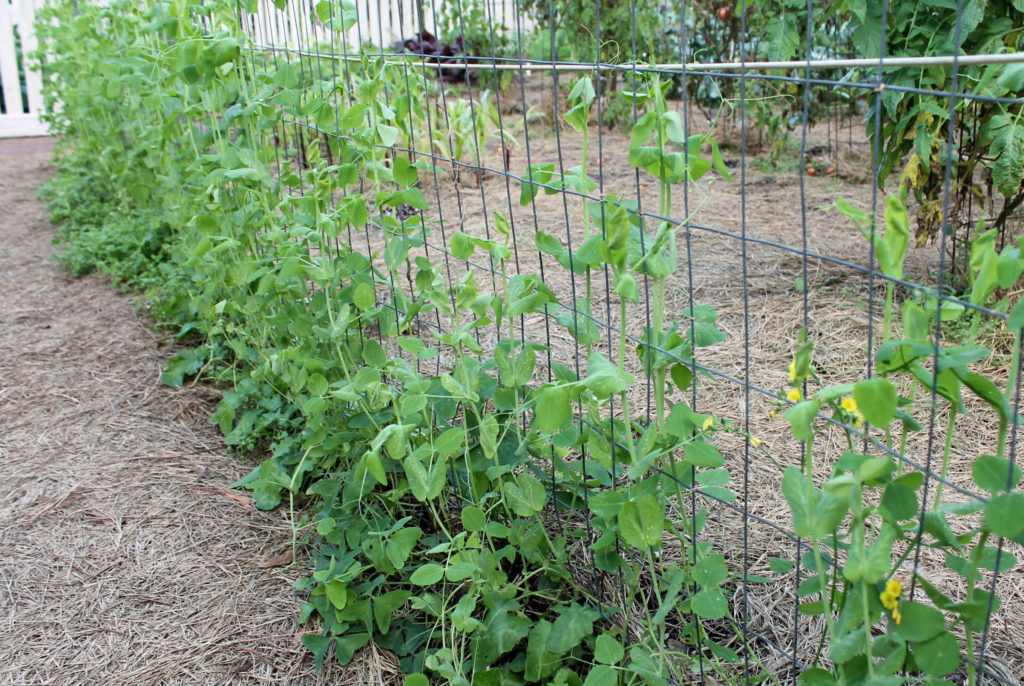 New Life for the Vegetable Garden | Garden Housecalls