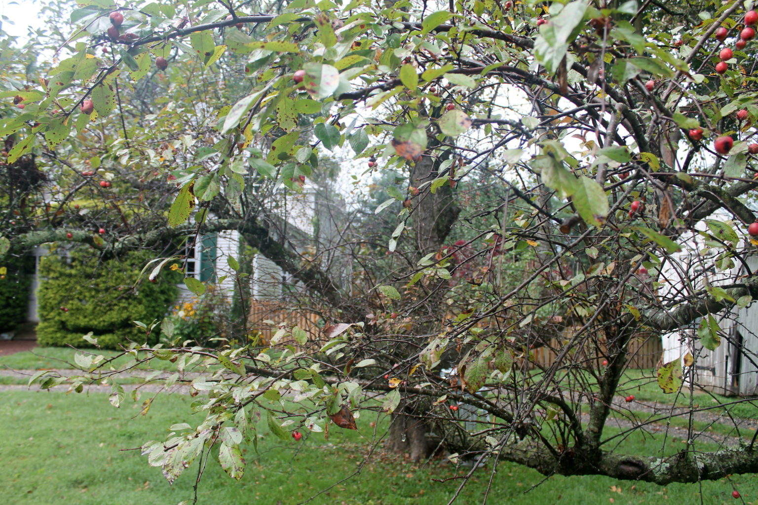 Dropped Leaves Don’t Always Mean Dead Trees Garden Housecalls