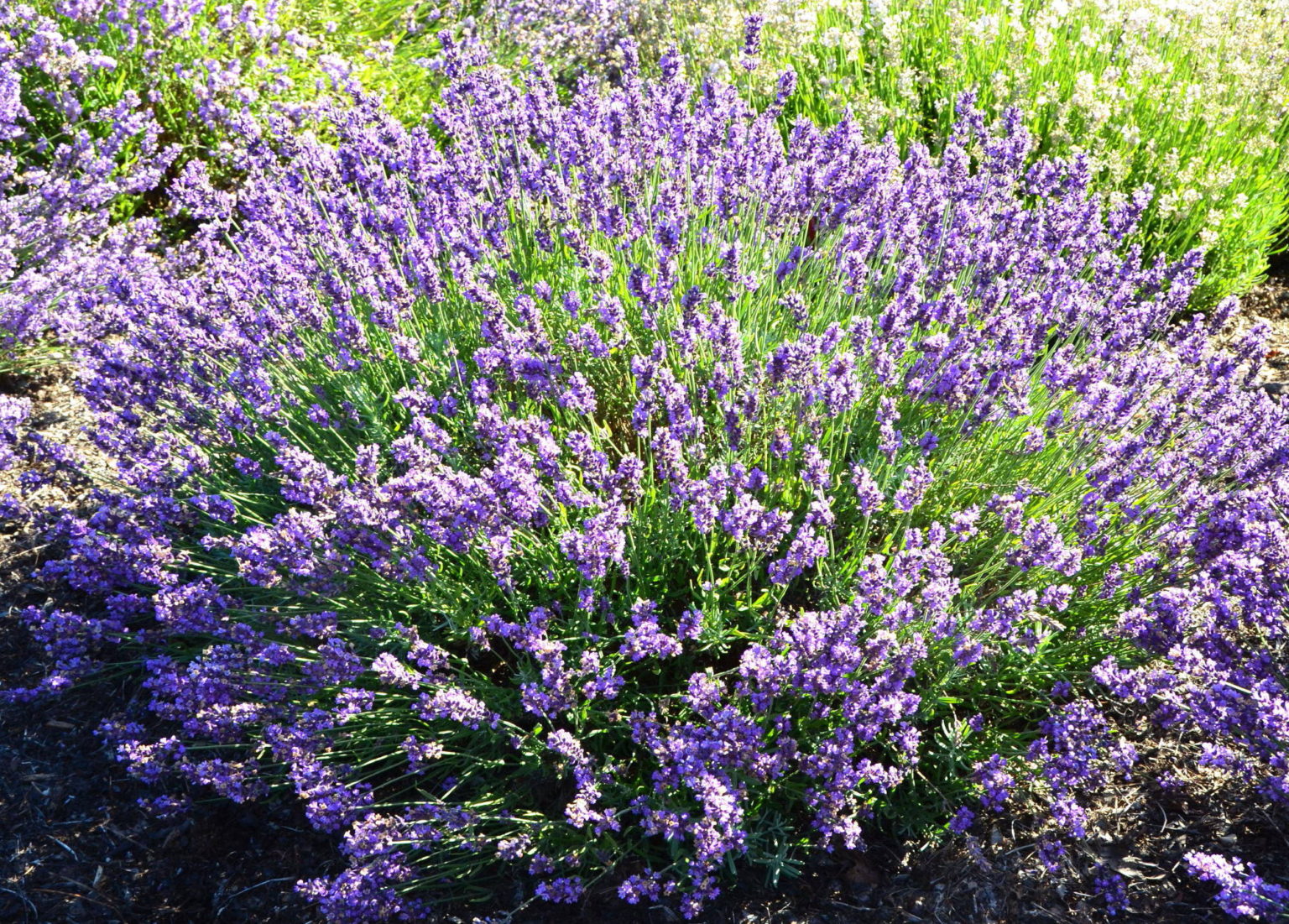 English Lavender ‘Imperial Gem’ | Garden Housecalls