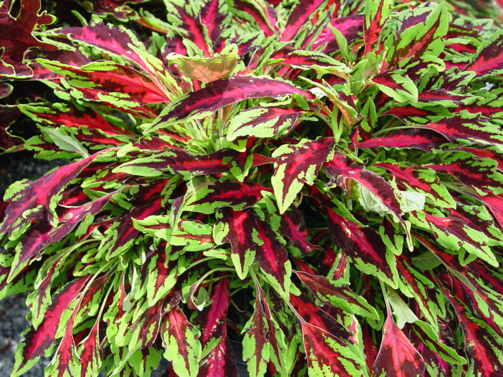 The Best New Annual Flowers of 2022 Garden Housecalls