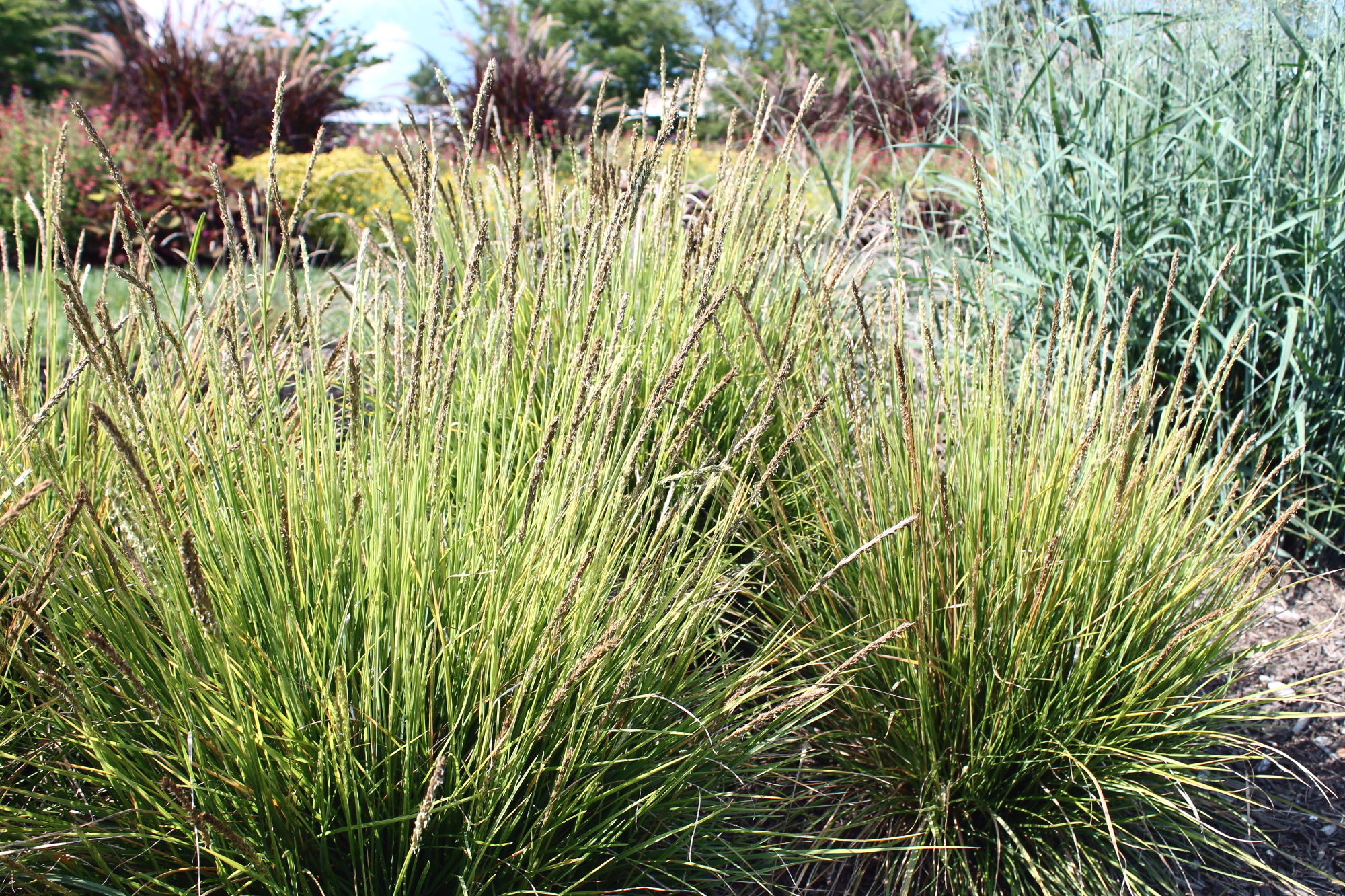 Autumn moor grass | Garden Housecalls