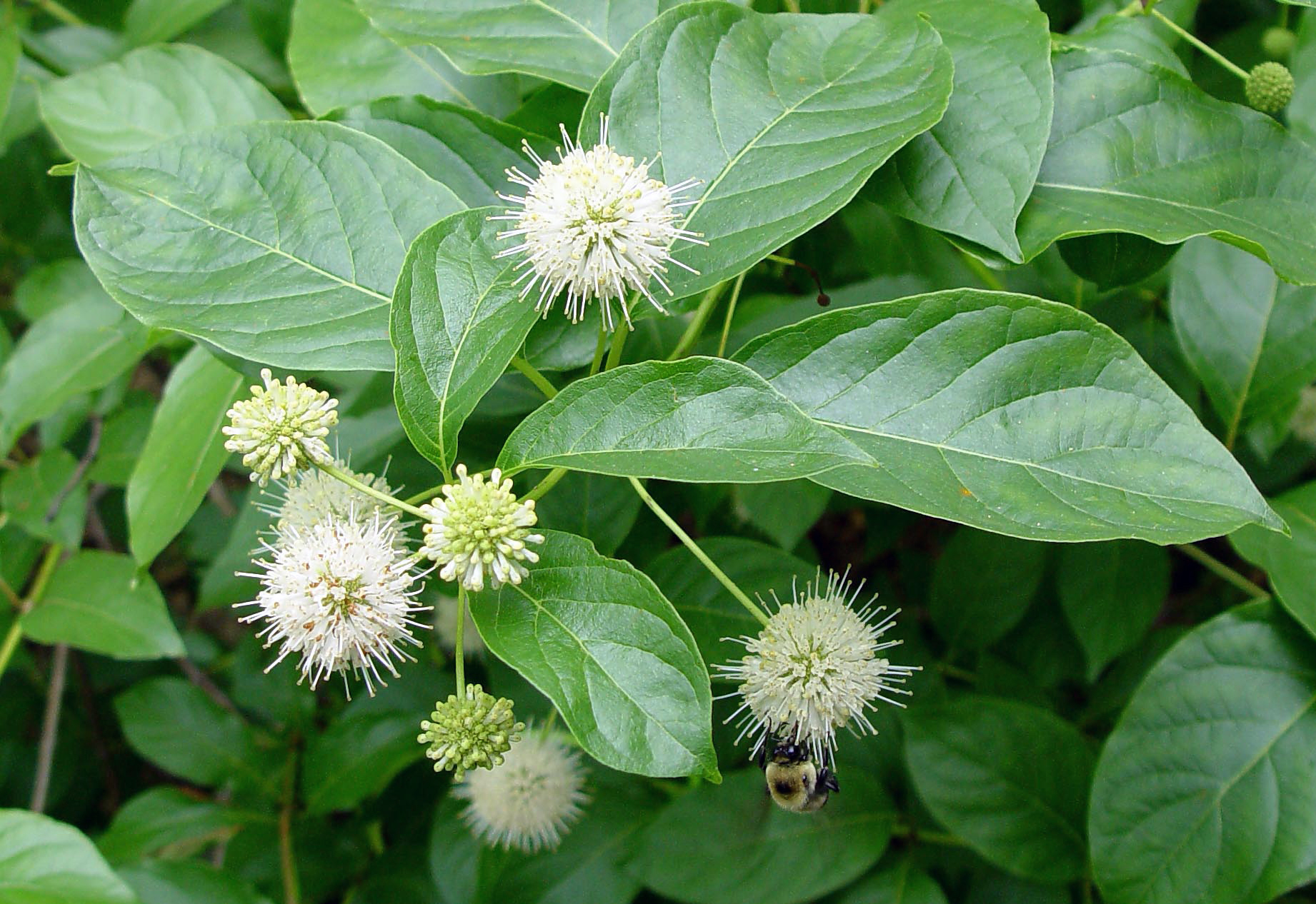 Buttonbush | Garden Housecalls