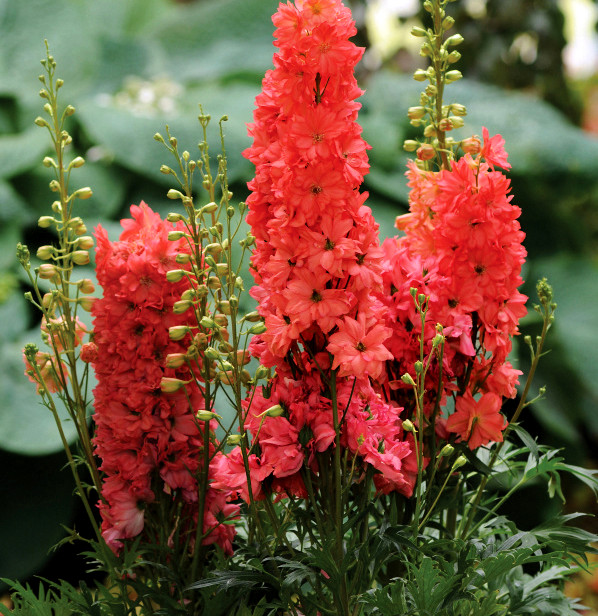 The Best New Perennial Flowers of 2023 | Garden Housecalls