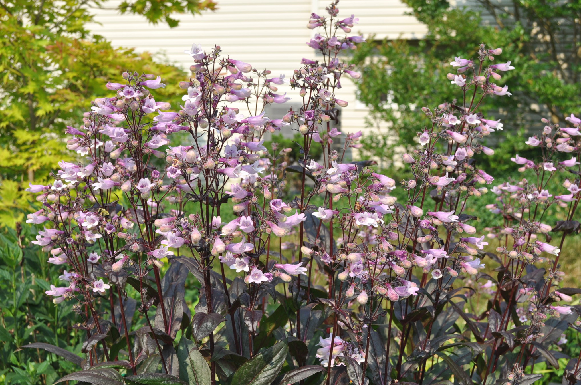 Beardtongue (penstemon) 