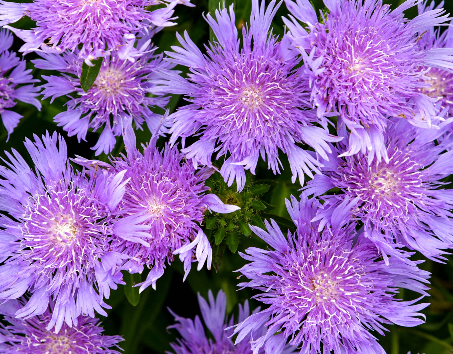 The Best New Perennial Flowers Of 2024 Garden Housecalls   Stokesia.Totally.Stoked.Riptide 1536x1202 